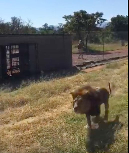 Lion attacks man