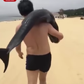 dolphin carried beach