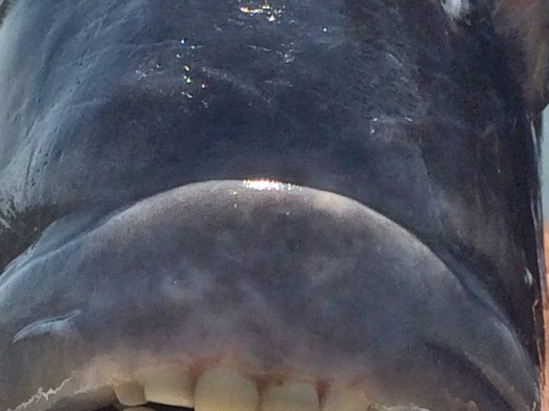 human fish teeth facebook