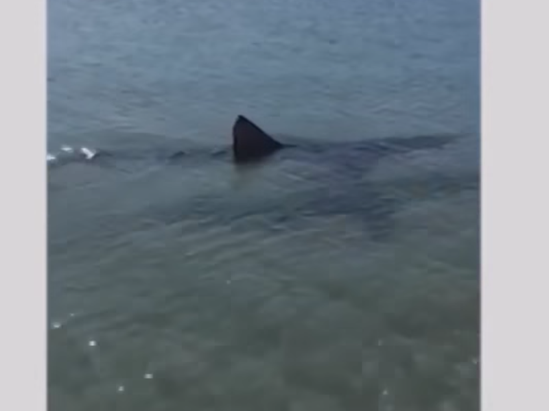 shark costa del sol