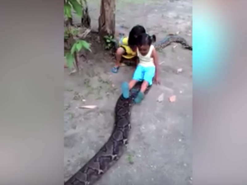 Little girls ride python