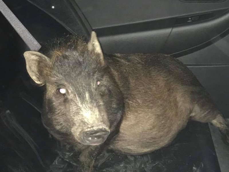 stalker pig timeslive
