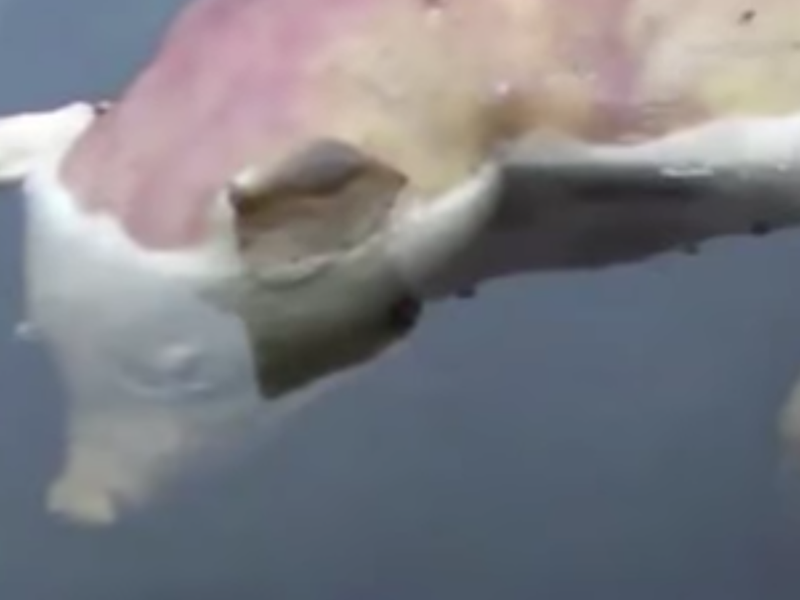 pig and human creature youtube