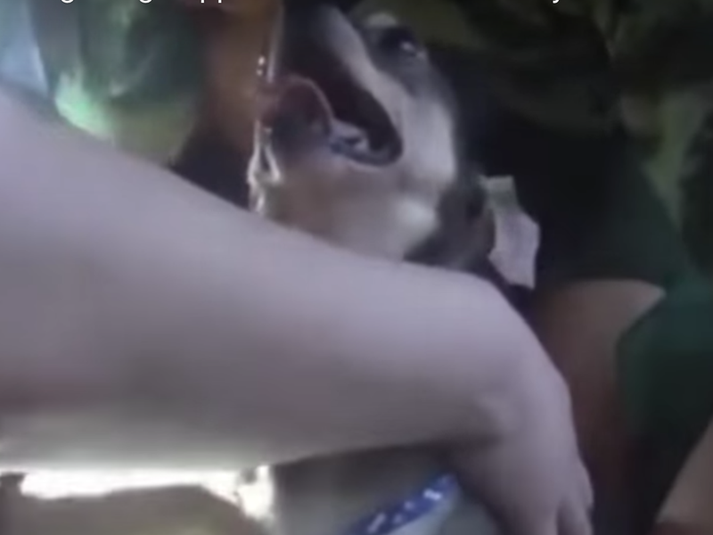 dog stuck escalator youtube