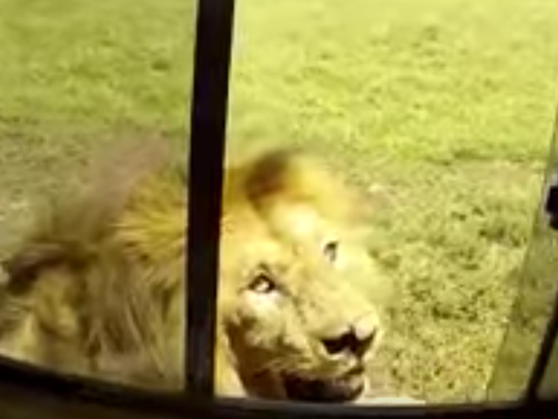 lion wildlife sighting youtube