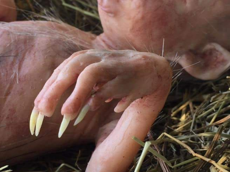 half pig human baby pic