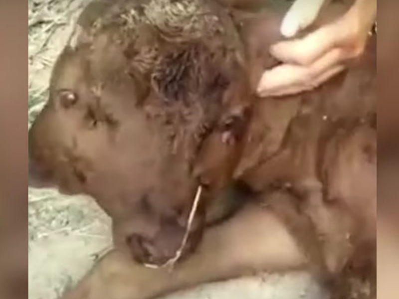 mutant calf youtube