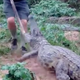 crocodile unilad pic