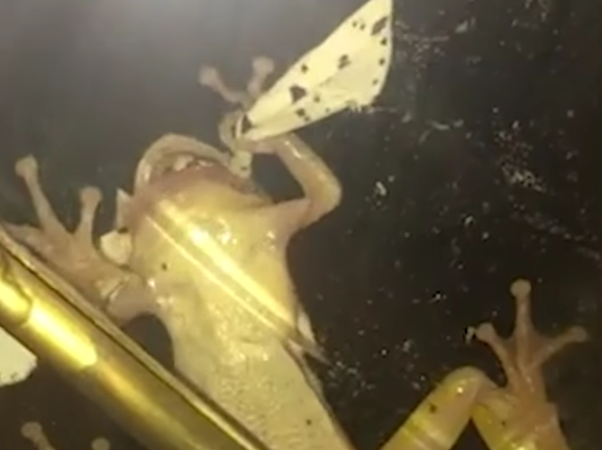frog in mouth New York Post