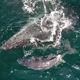 whales umdloti pic youtube