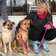 Abused dogs find new home