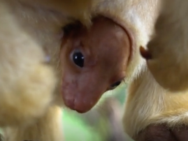 Rare Tree-Kangaroo Joey Emerges From Mother’s Pouch/ YouTube