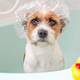 dog in a bath with showercap istock