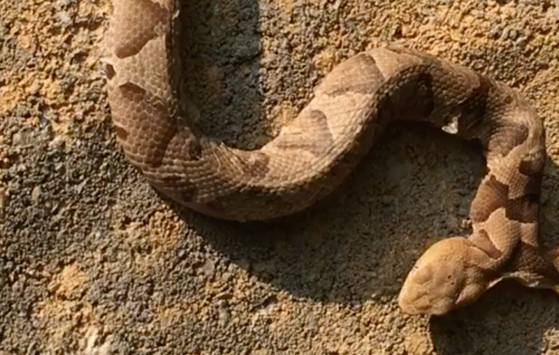 snake two headed snake pic