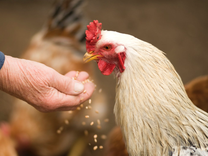 chicken countryside pexels