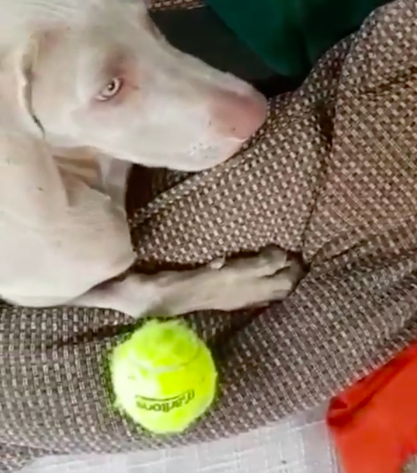 Ripley plays with noisy toy