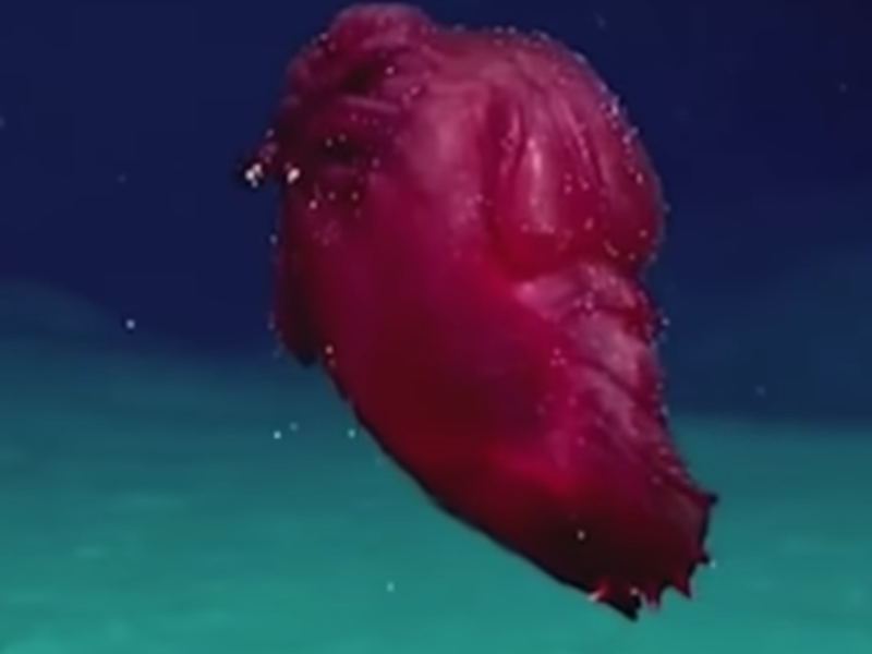 chicken sea monster viral