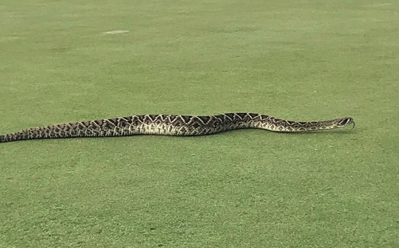 massive snake golf course instagram