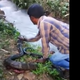 snake expert india pic king cobra