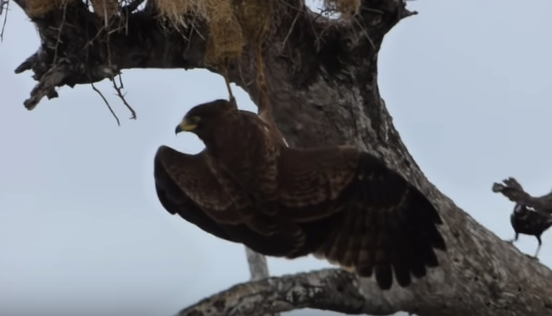 Bird eaten by croc