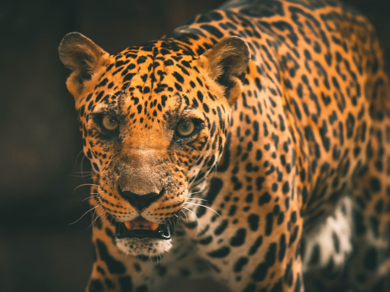 Up close of leopard / Pexels, Satria Wira Bagaskara