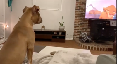 WATCH: Dog cries during heartbreaking "The Lion King" scene