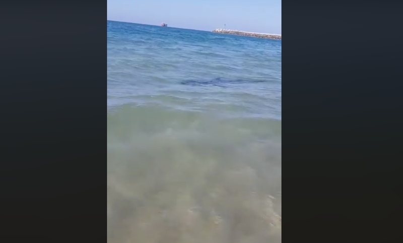 Shark caught on camera / Facebook