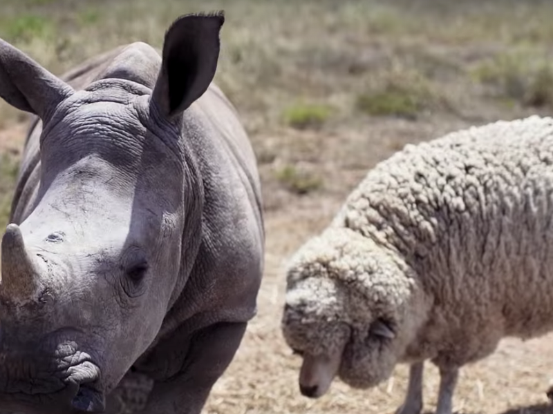 Beautiful news rhino and sheep