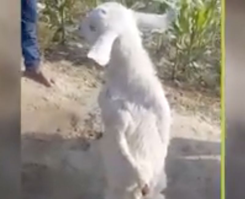 Goat walks upright