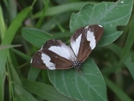 Beautifl news butterflies