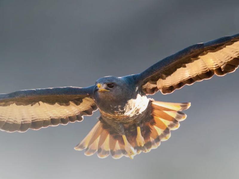 Birds flying beauriful news