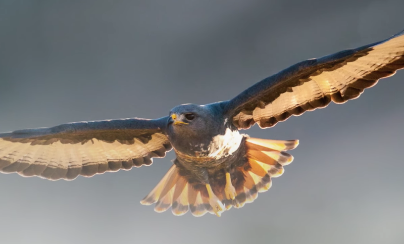 Birds flying beauriful news