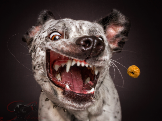 WATCH: Photographer takes photos of dogs trying to catch treats