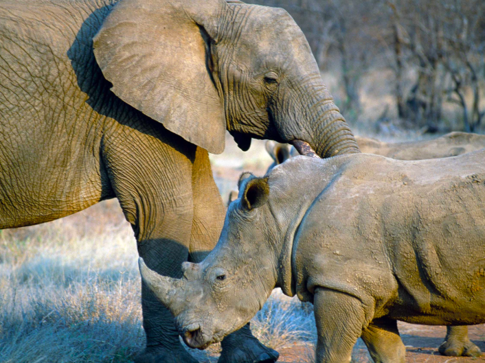 A suspected rhino poacher has been killed by an elephant then eaten by a pride of lions in Kruger National Park.