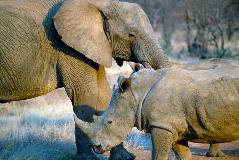 A suspected rhino poacher has been killed by an elephant then eaten by a pride of lions in Kruger National Park.