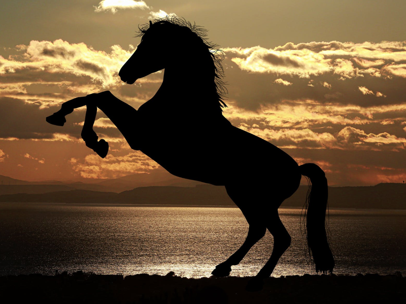 Stallion horse / Pexels