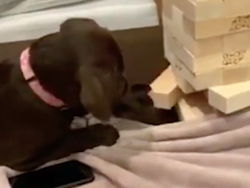 Jenga playing puppy / New York Post