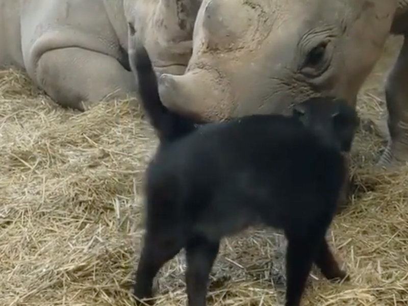 Mia the cat and rhino / Instagram