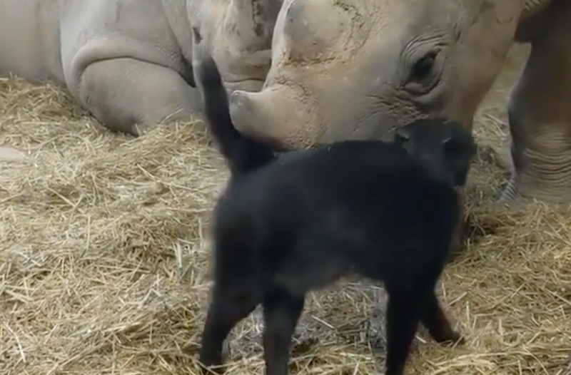 Mia the cat and rhino / Instagram