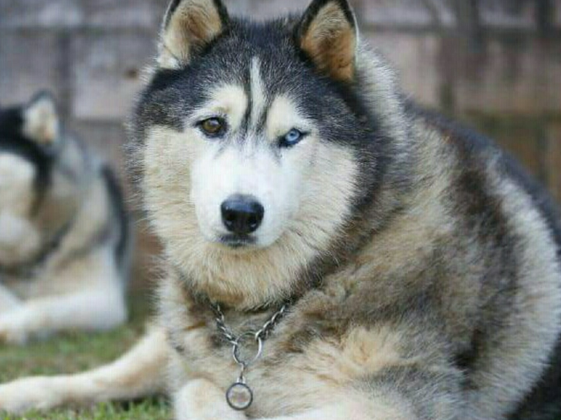 Husky Rescue KZN / Facebook