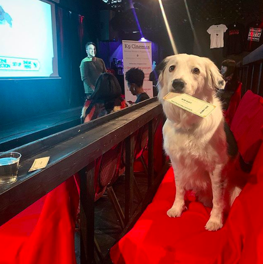 Movie theater allows owners and their dogs to watch a movie together