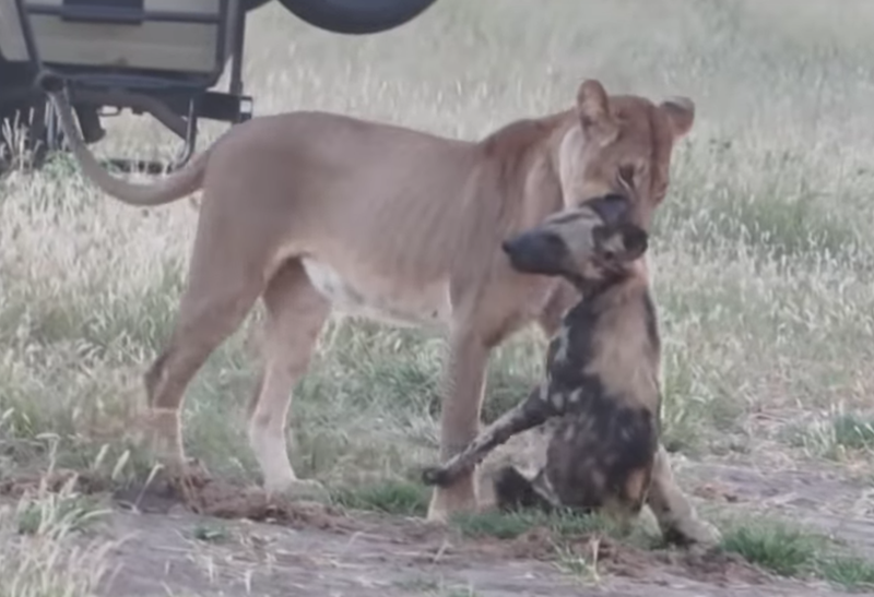 Wild dog plays dead to escape lioness