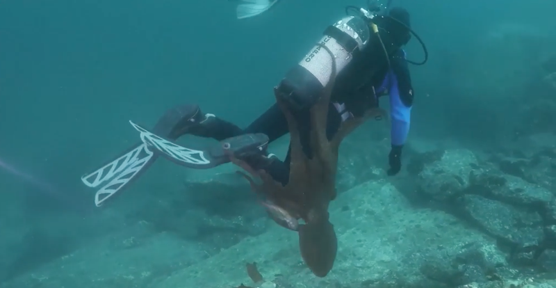 Giant octopus drags man into sea