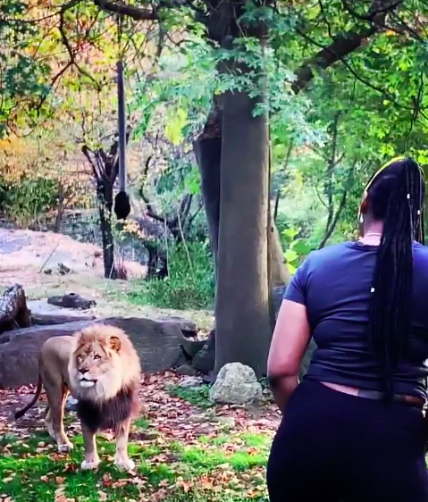 Woman jumps over zoo fence