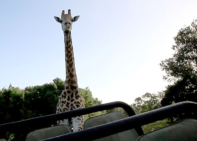 Giraffe Chases Group Of Tourists