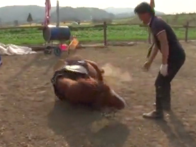 Horse playing dead