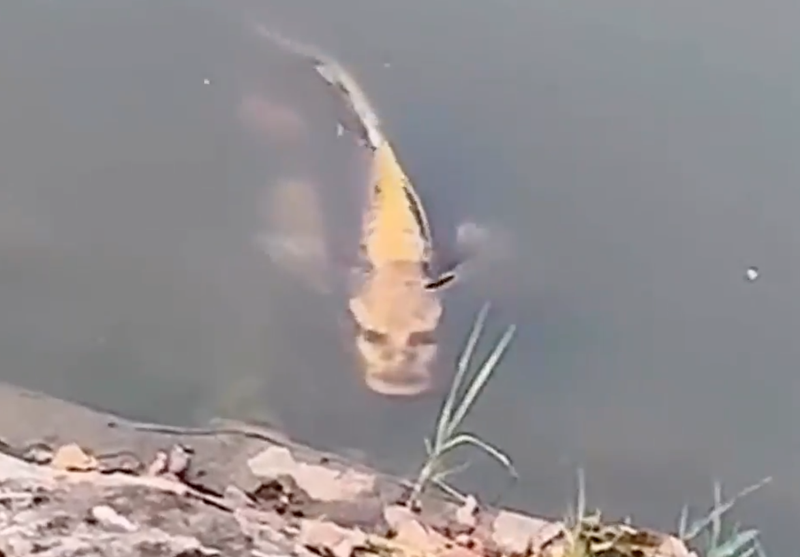 Fish with human face