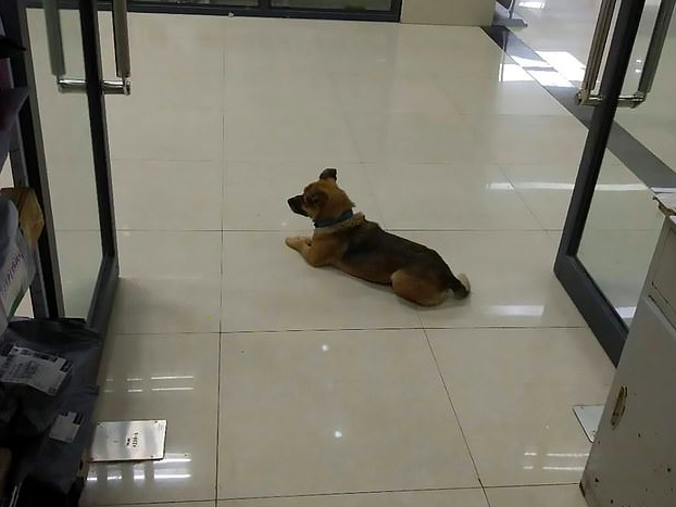 Loyal Dog