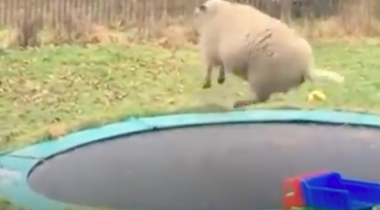 sheep on trampoline