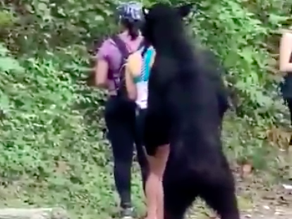 bear in Mexico